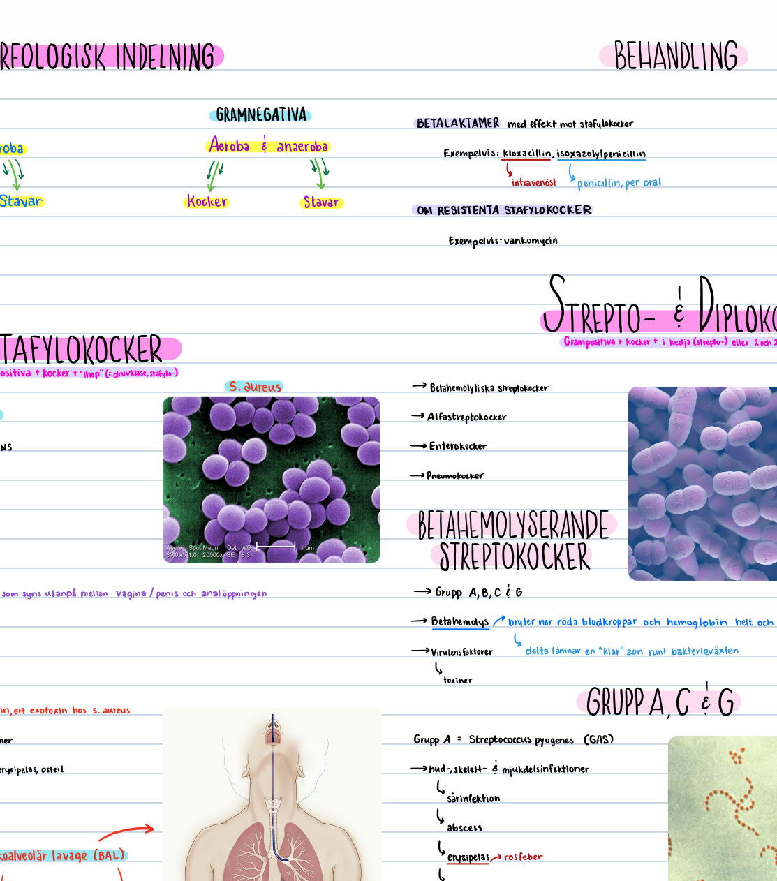 Mikrobiologi: anteckningar