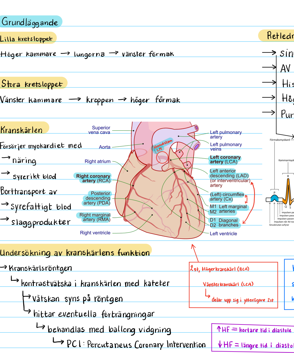 Patofysiologi: anteckningar