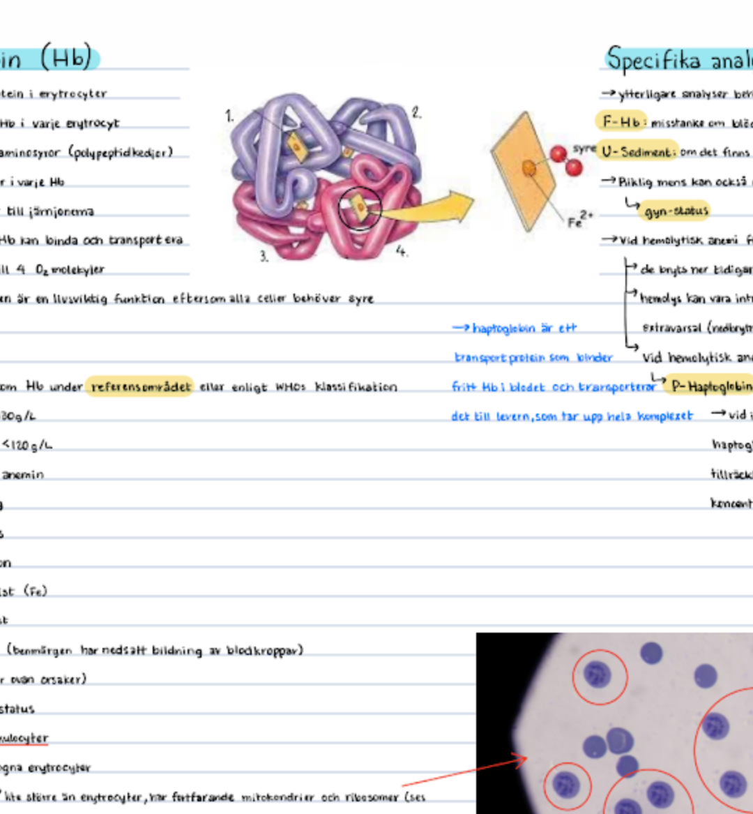 Patofysiologi: anteckningar