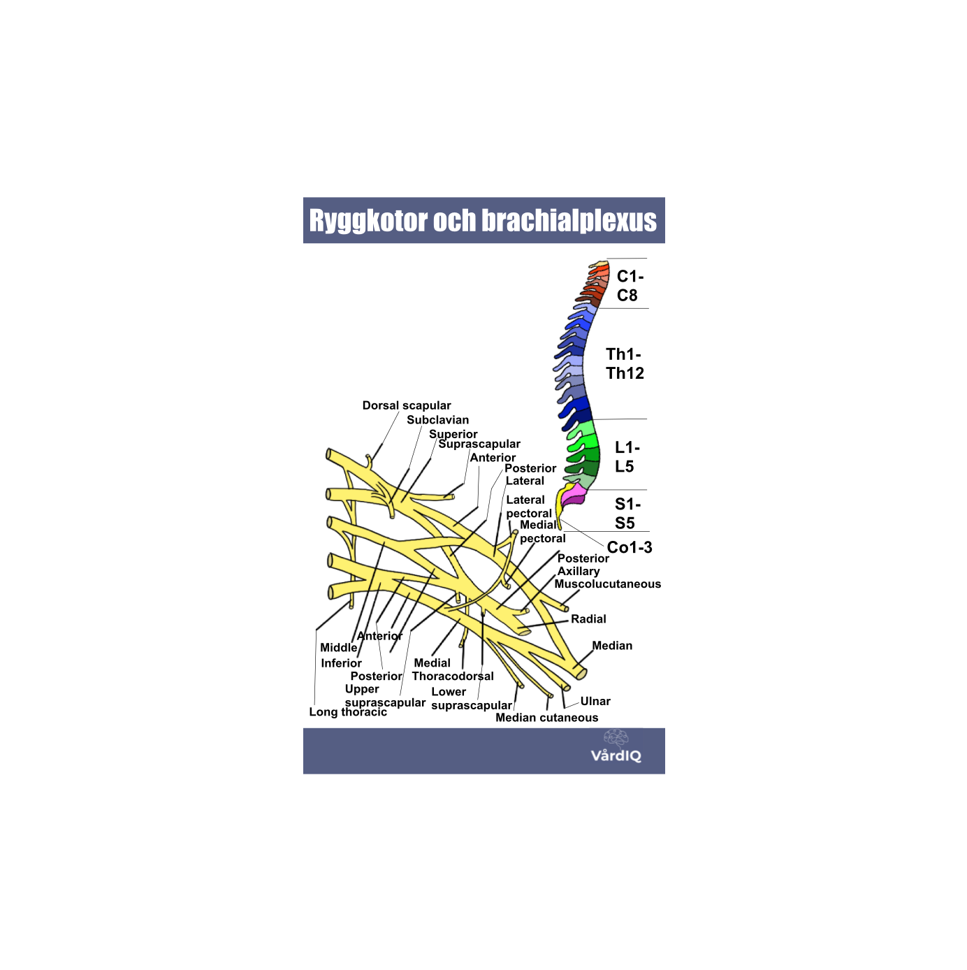 Ryggmärgsnerver, brachialplexus och kotor